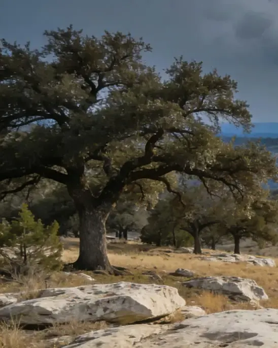 A spreading live oak on a rocky Hill Country slope